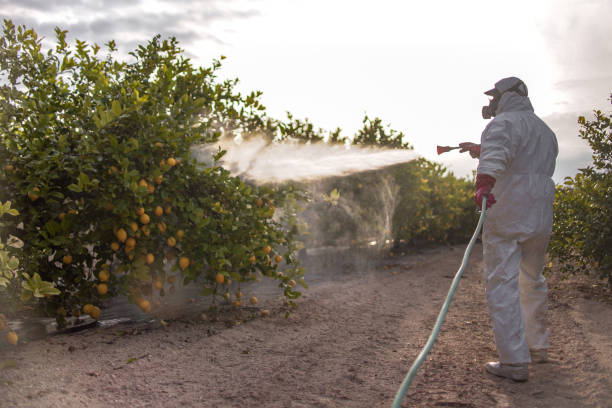 Best Insect Control  in Harvey, IL