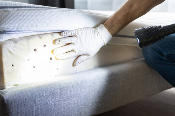 Trusted Harvey, IL Pest Control Experts