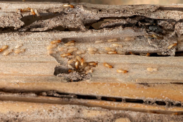 Pest Control for Restaurants in Harvey, IL