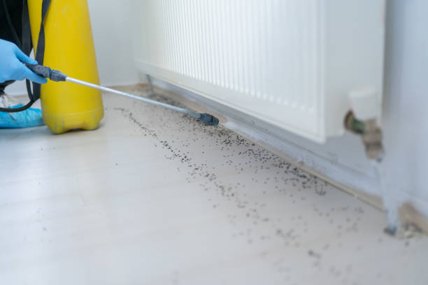 Best Ant Control Services  in Harvey, IL