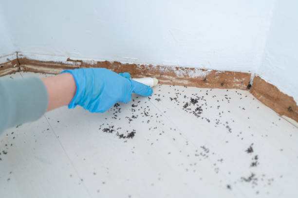 Best Flea Control Services  in Harvey, IL